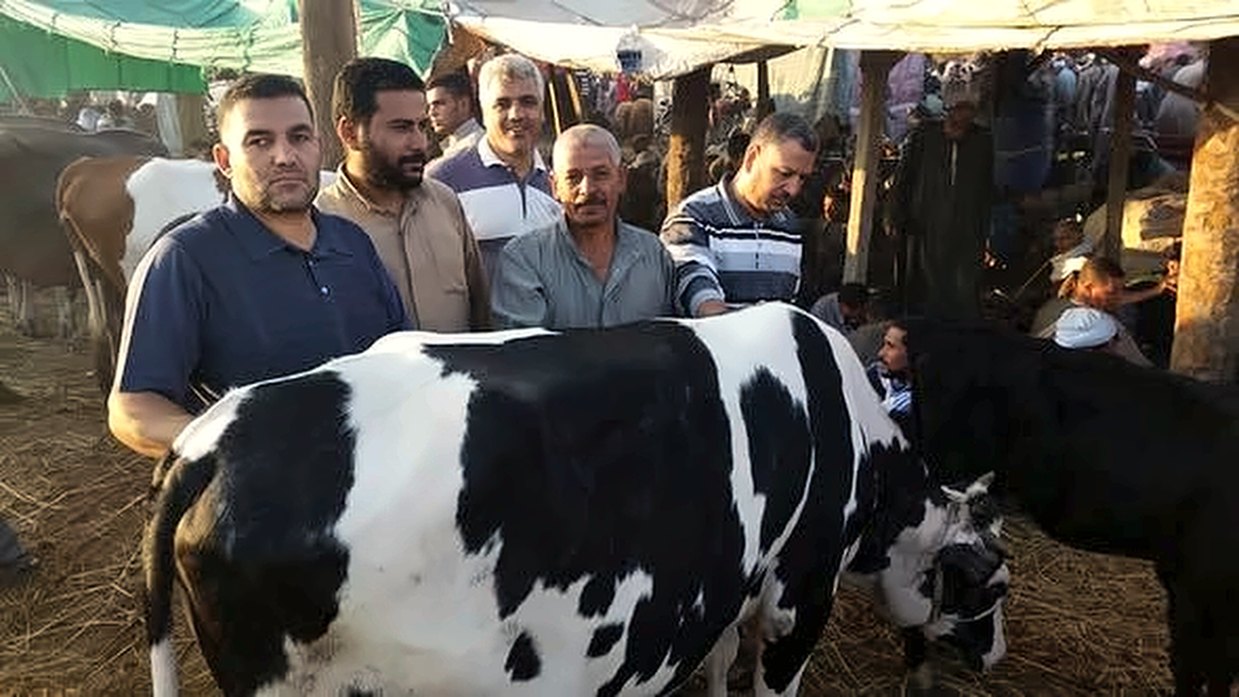 عجل إفطار صائم